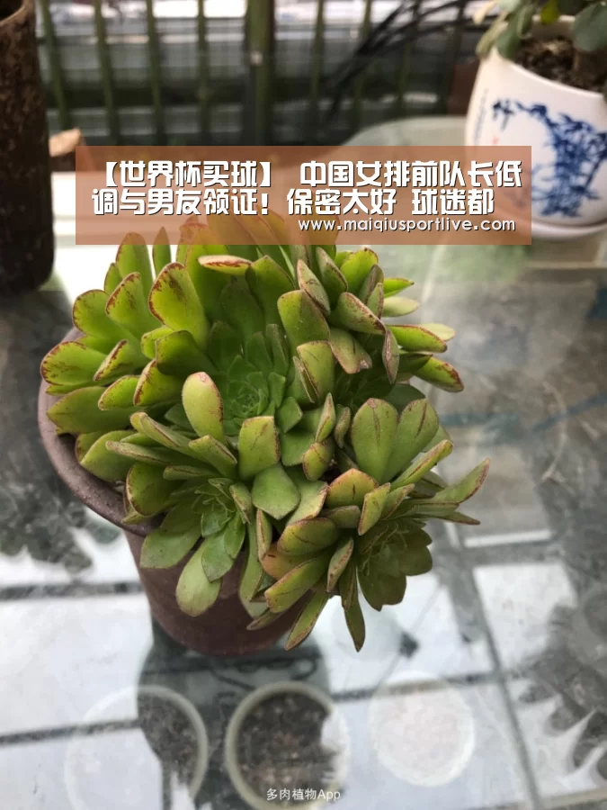 世界杯买球官网