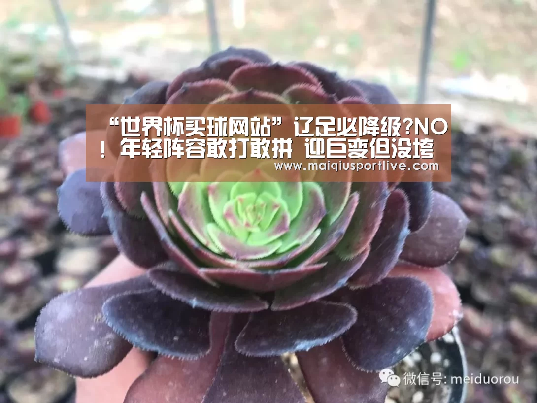 世界杯买球官网